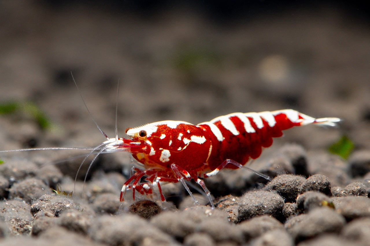 Galaxy Red BOA Shrimp