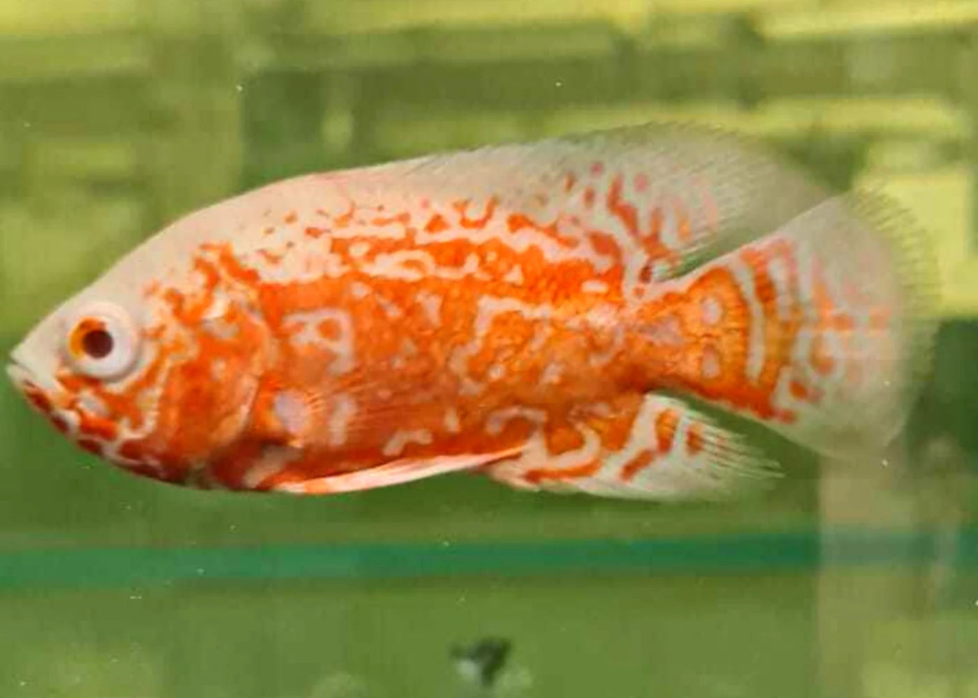 Red Nemo Oscar 5cm