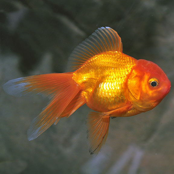 Assorted Shortbody Oranda 8cm