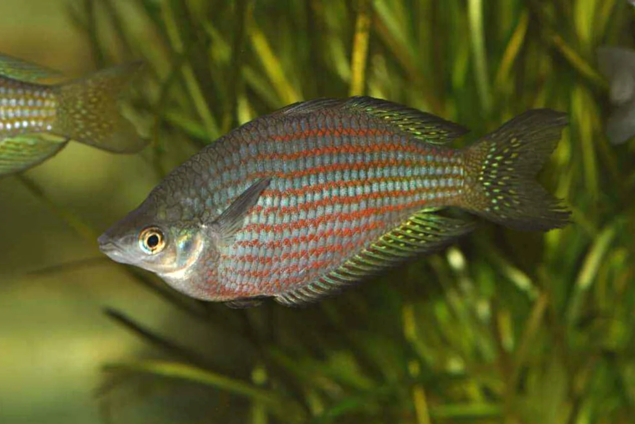 M. s. rubrostriata - Red Striped Rainbowfish 5cm