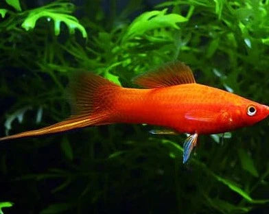 Red Swordtail