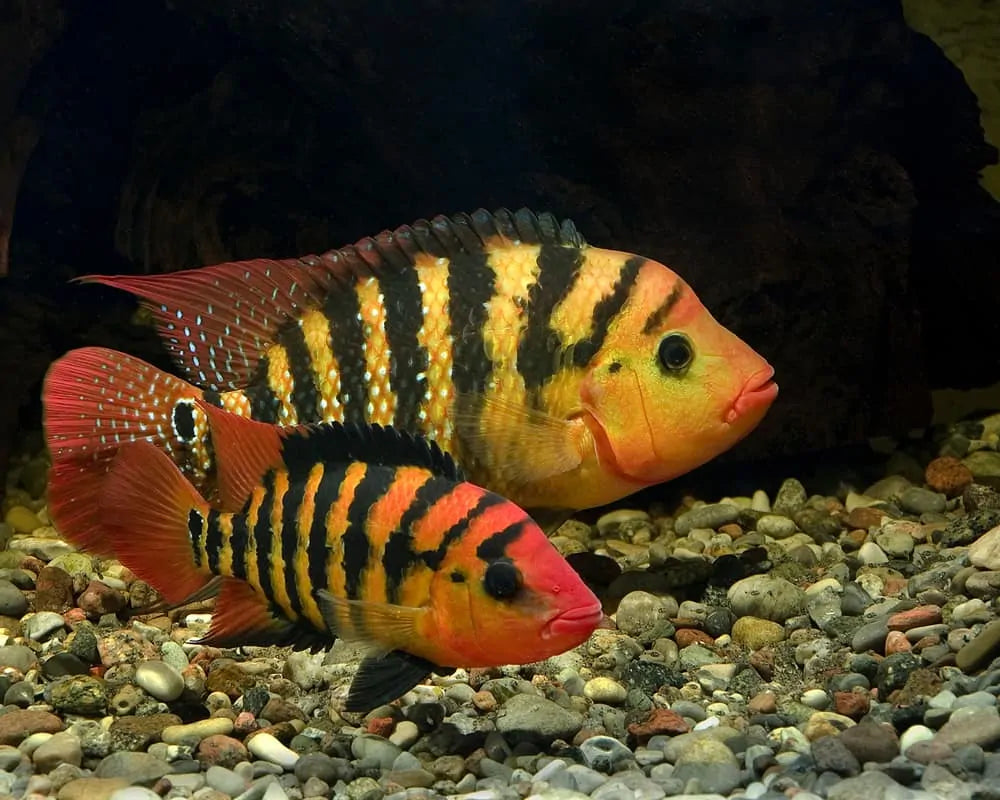 XL Green Terror Cichlid