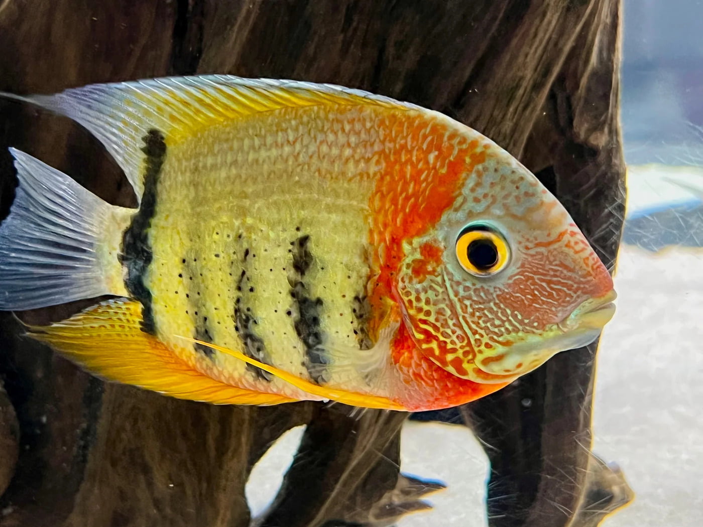 Rotkeil Severum 5cm