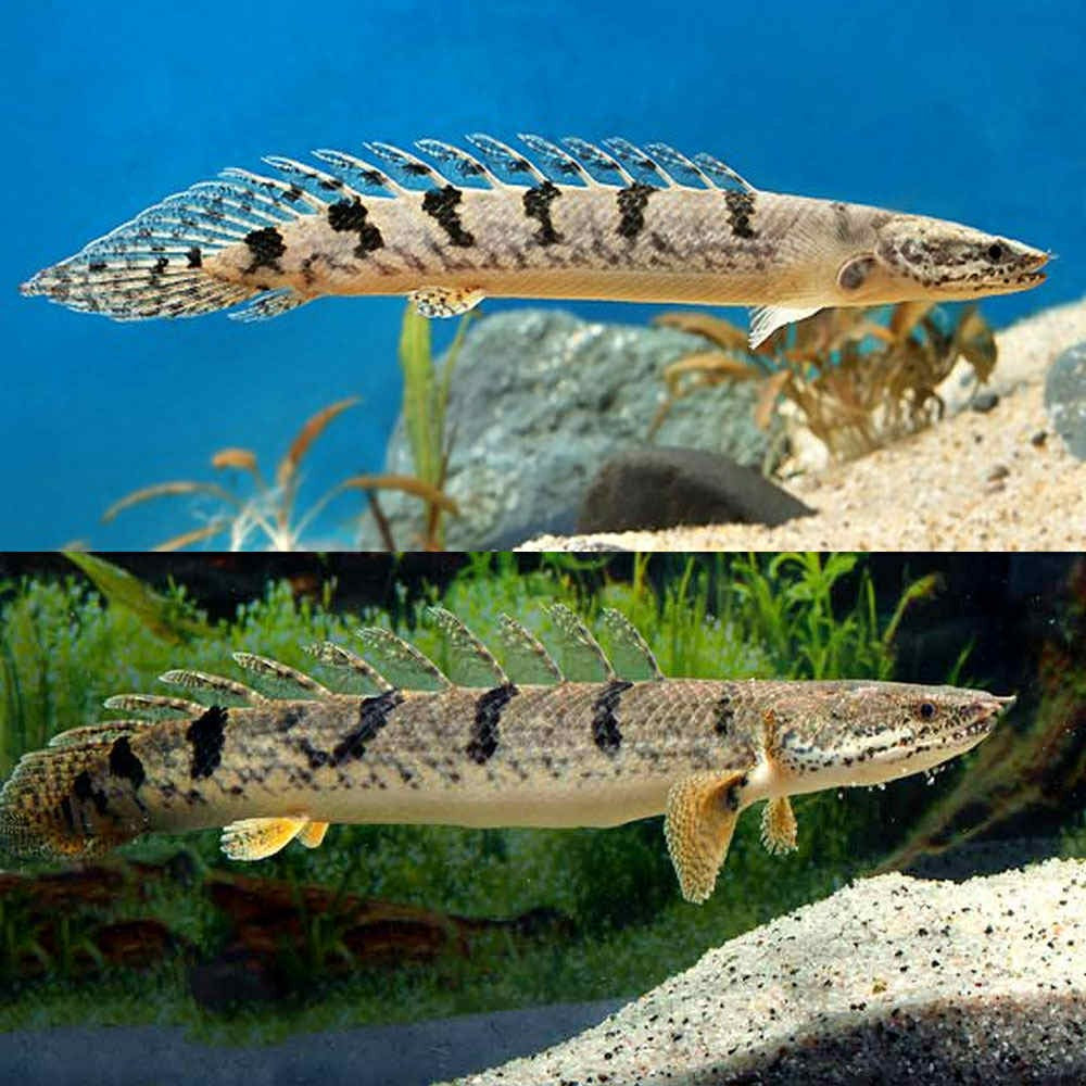 Royal Delhezi Bichir 12cm