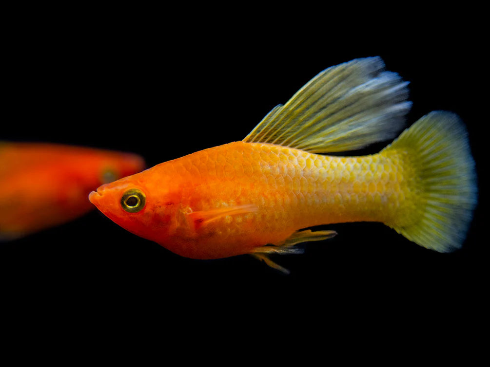 Ruby Nose Hi Fin Platy
