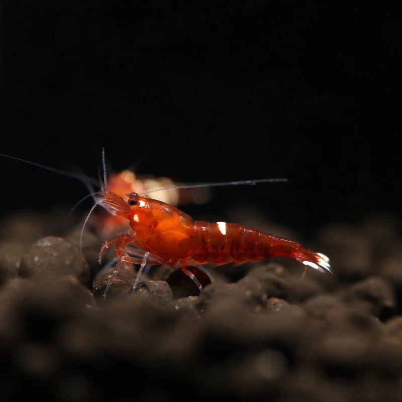 Ruby Red Shrimp