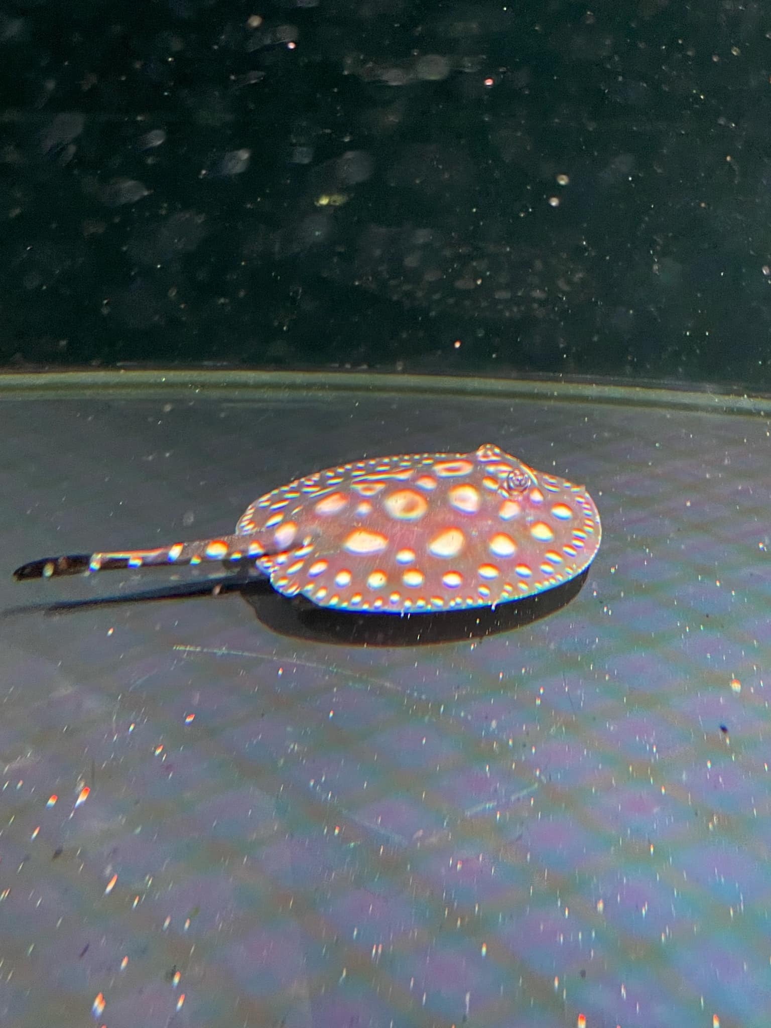 Super White x Black Diamond Stingray 10-15cm (Male)