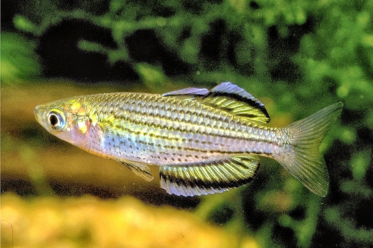 Moa Island Sahulensis Rainbowfish
