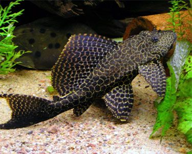 XL Sailfin Gibbicep Pleco