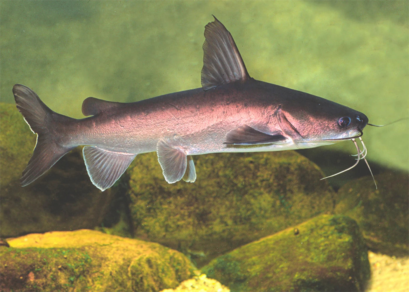 Salmon Catfish 13cm