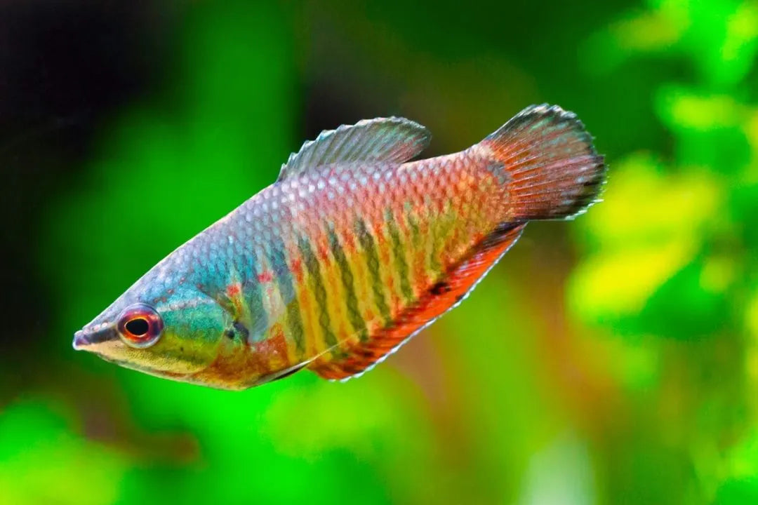 Samurai Gourami