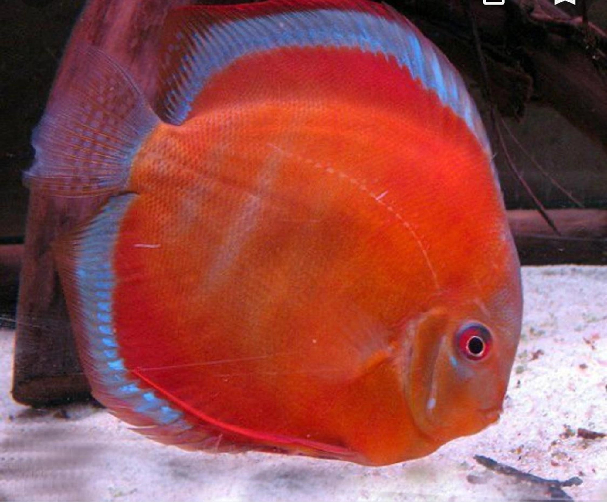 San Merah Discus 6cm