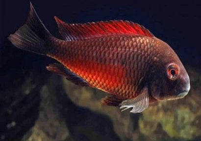 Tropheus Bemba Red