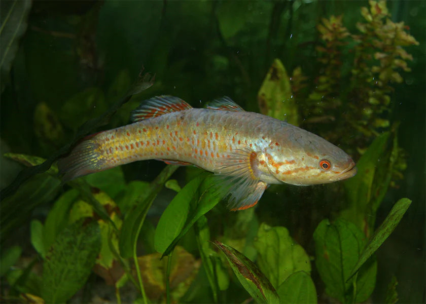 Snakehead Gudgeon 15cm
