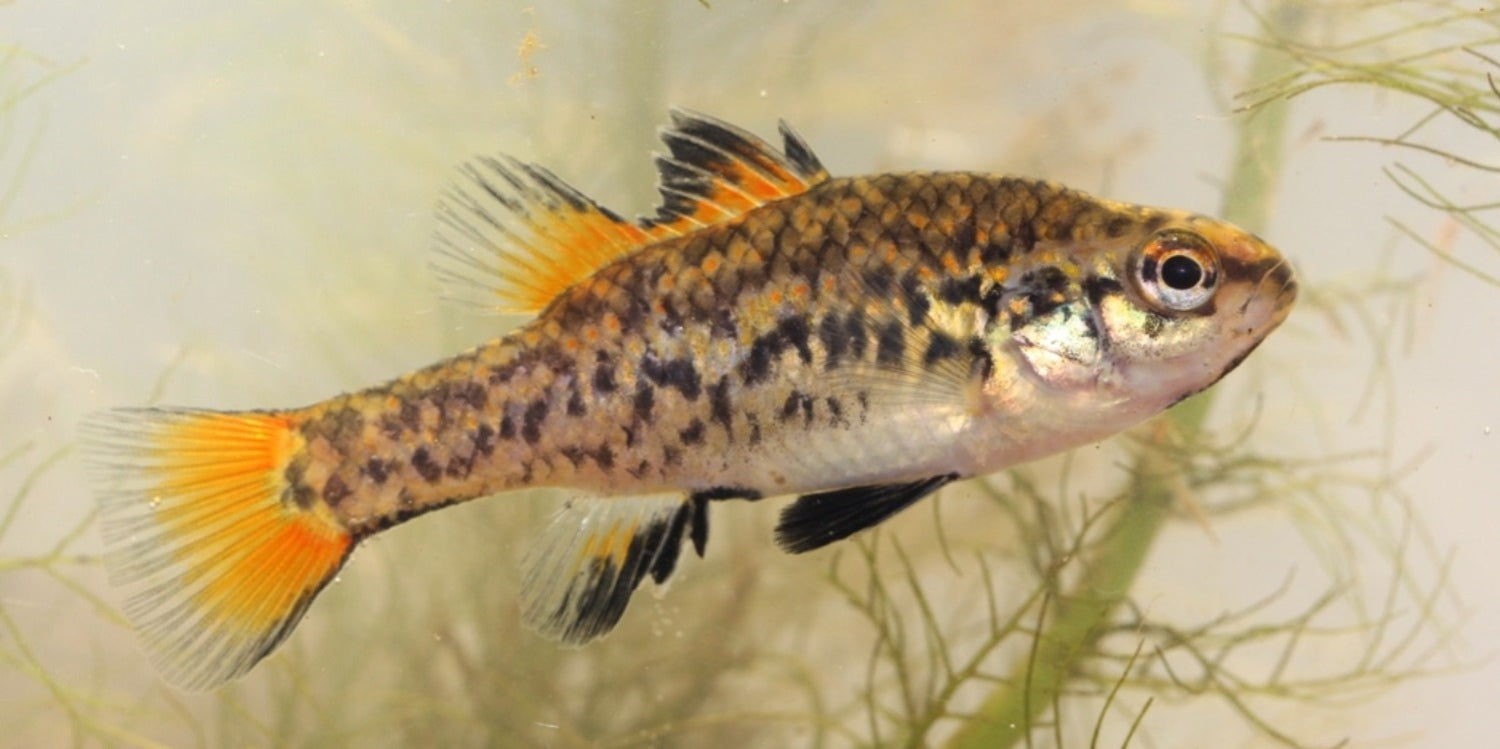 Pygmy Perch