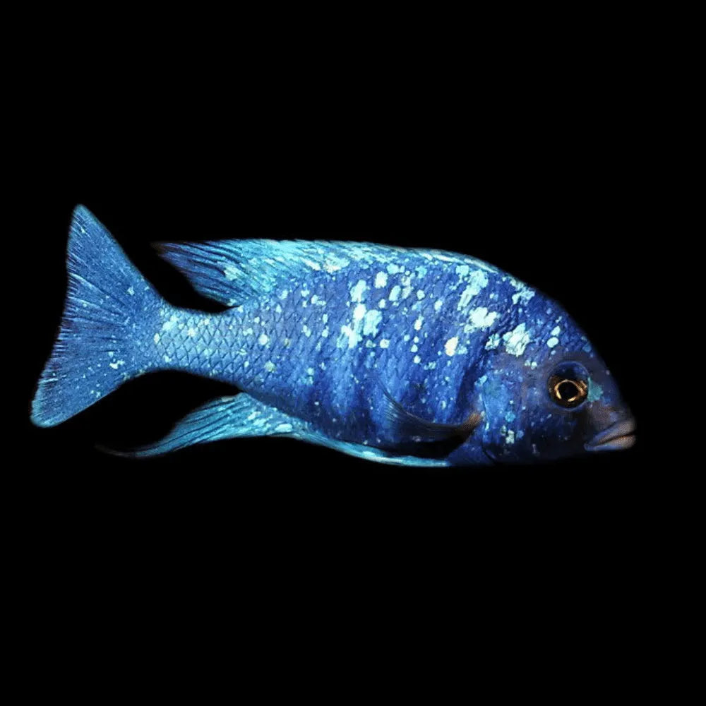 Star Sapphire Mirrorball P Tanzania Cichlid (SHORTBODY)