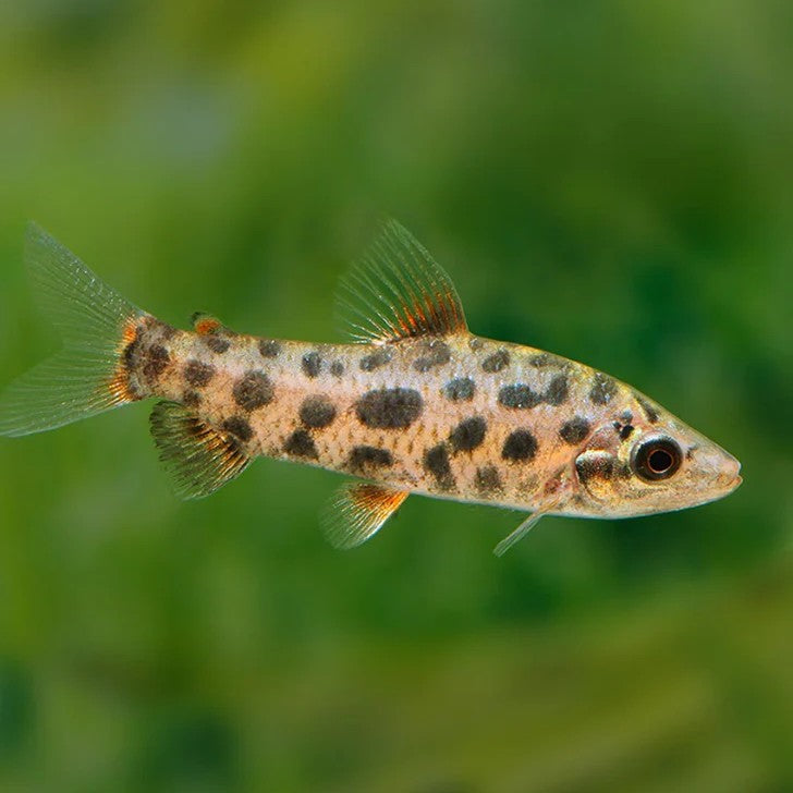 Spotted Leporinus