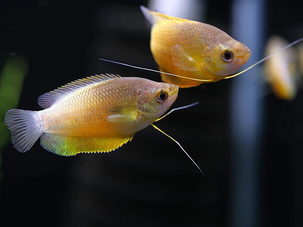 Honey ThickLip Gourami 5cm