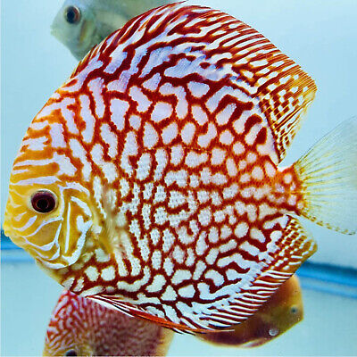 Super Red Checkerboard Discus 10-14cm (MALAYSIAN IMPORT)