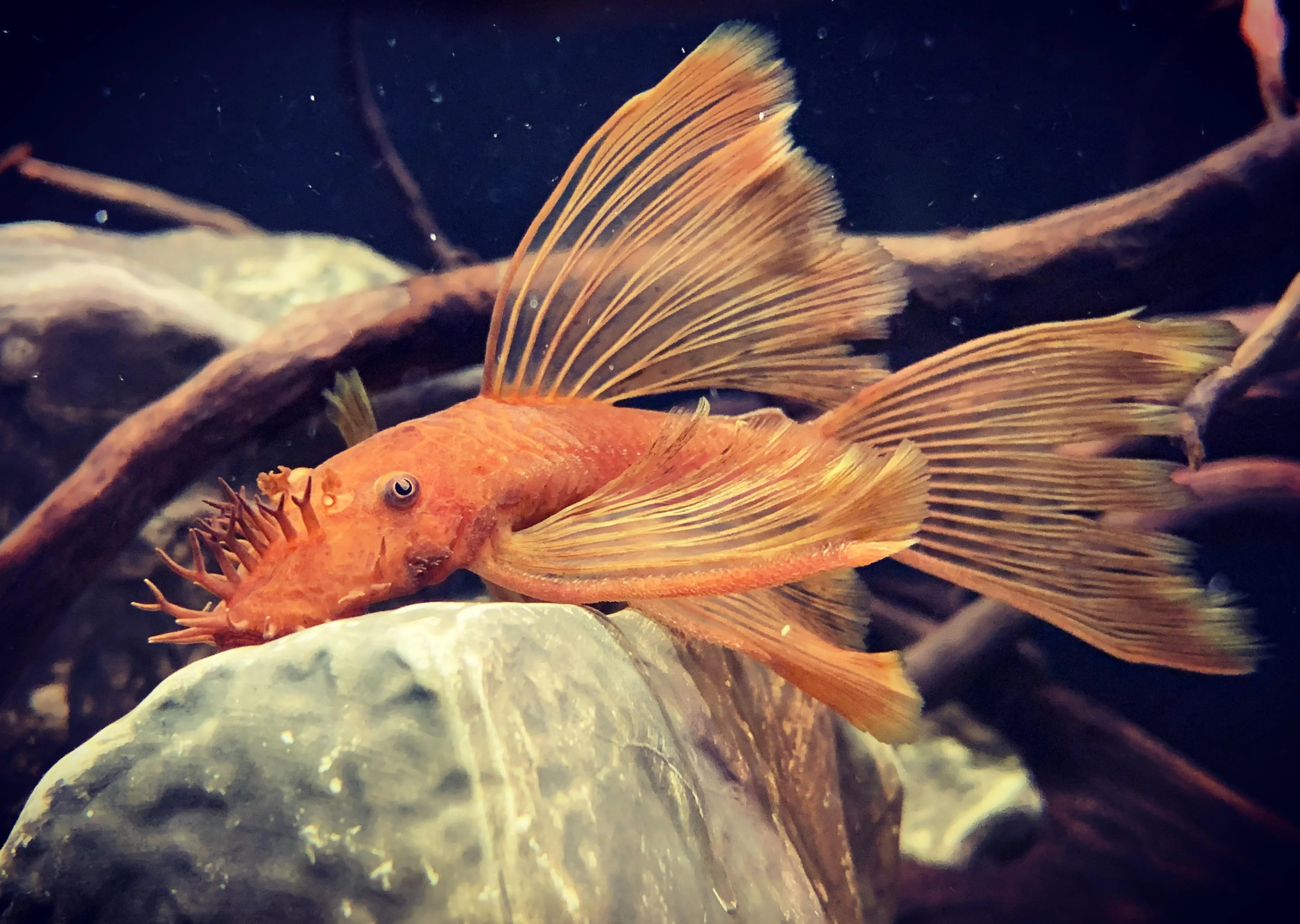 Super Red Longfin Bristlenose Catfish 5cm