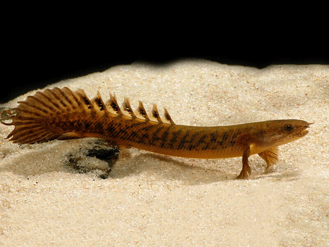 Teugelsi Bichir 13cm