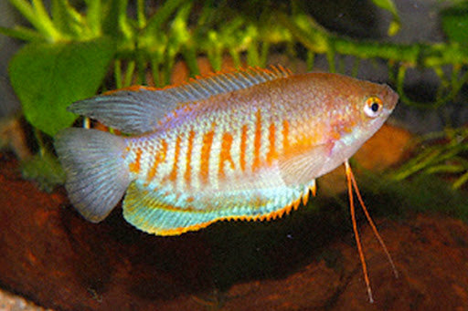 Thick Lip Gourami