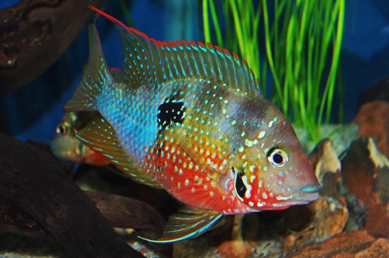 Elliotti Cichlid 5cm