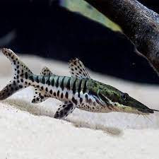 Tiger Shovelnose Catfish