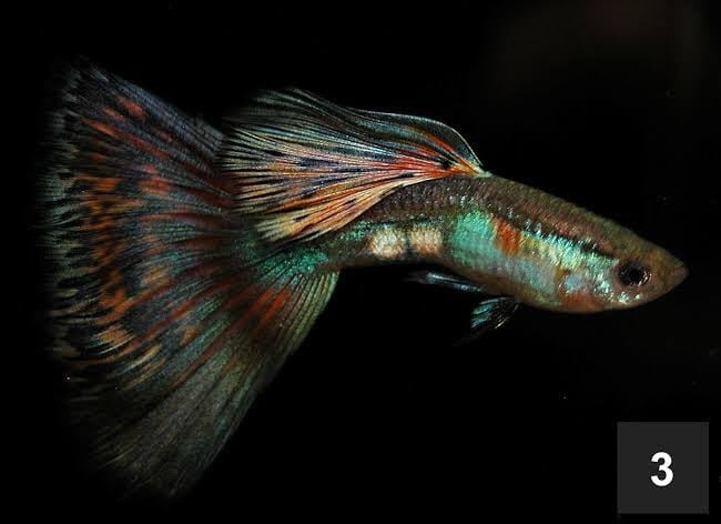 Tri Colour Cobra Guppy