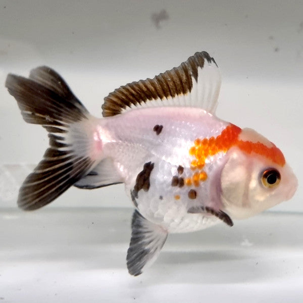 Assorted Shortbody Oranda 6cm