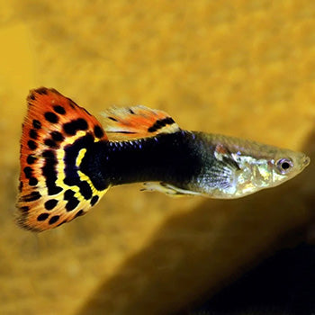Tuxedo Dragon Guppy Male