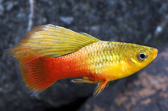 Sunset Hi Fin Platy