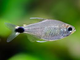 Veilfin Reed Tetra
