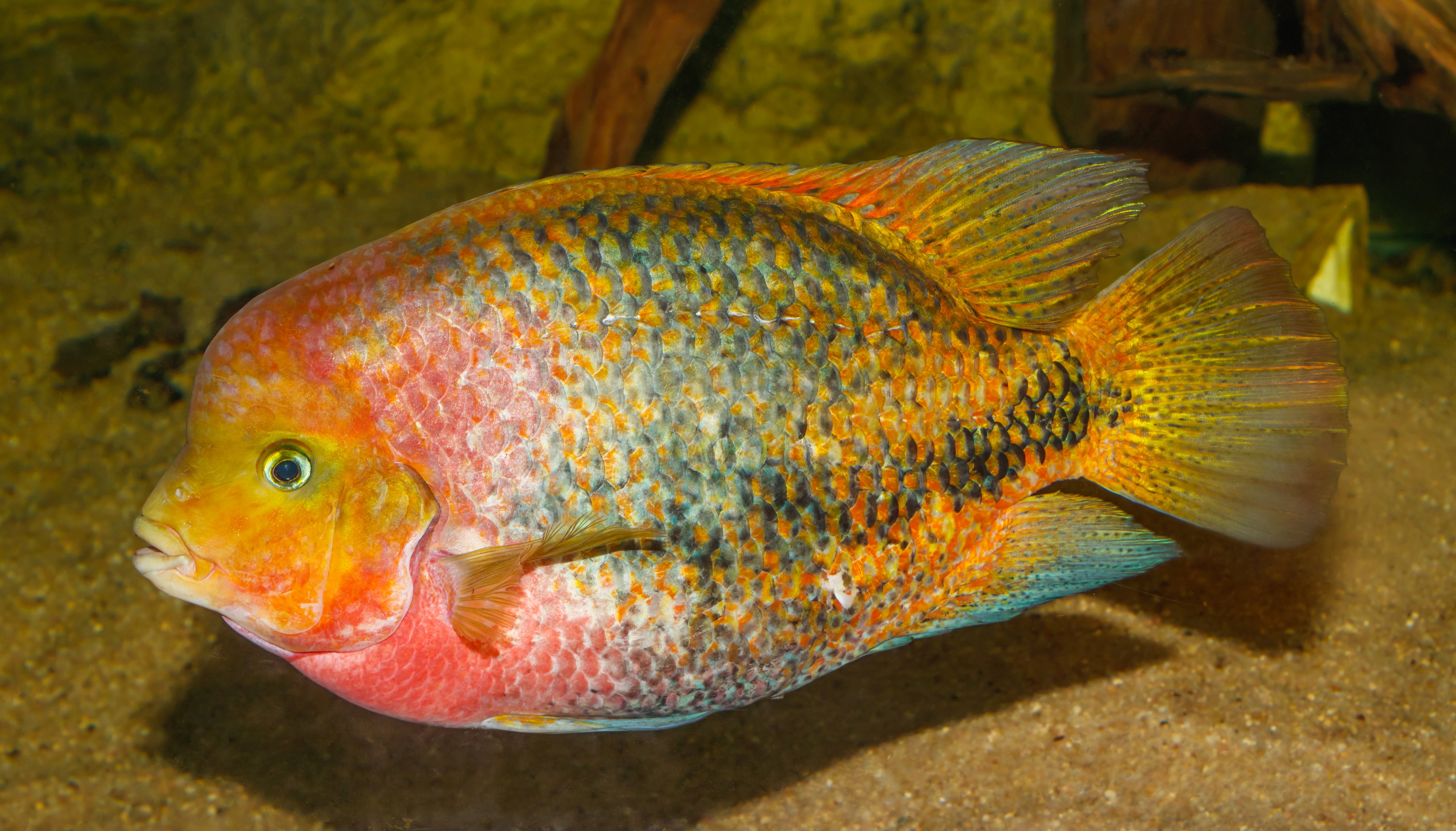 Vieja Cichlid