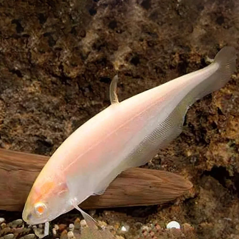 White Ghost Knifefish