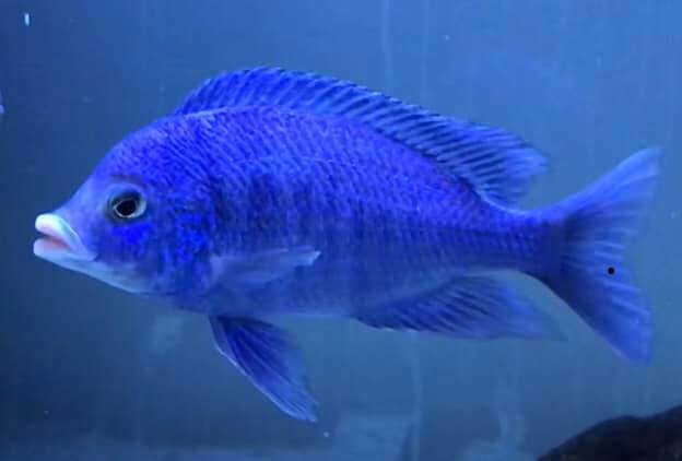 White Lip Mdoka 6cm