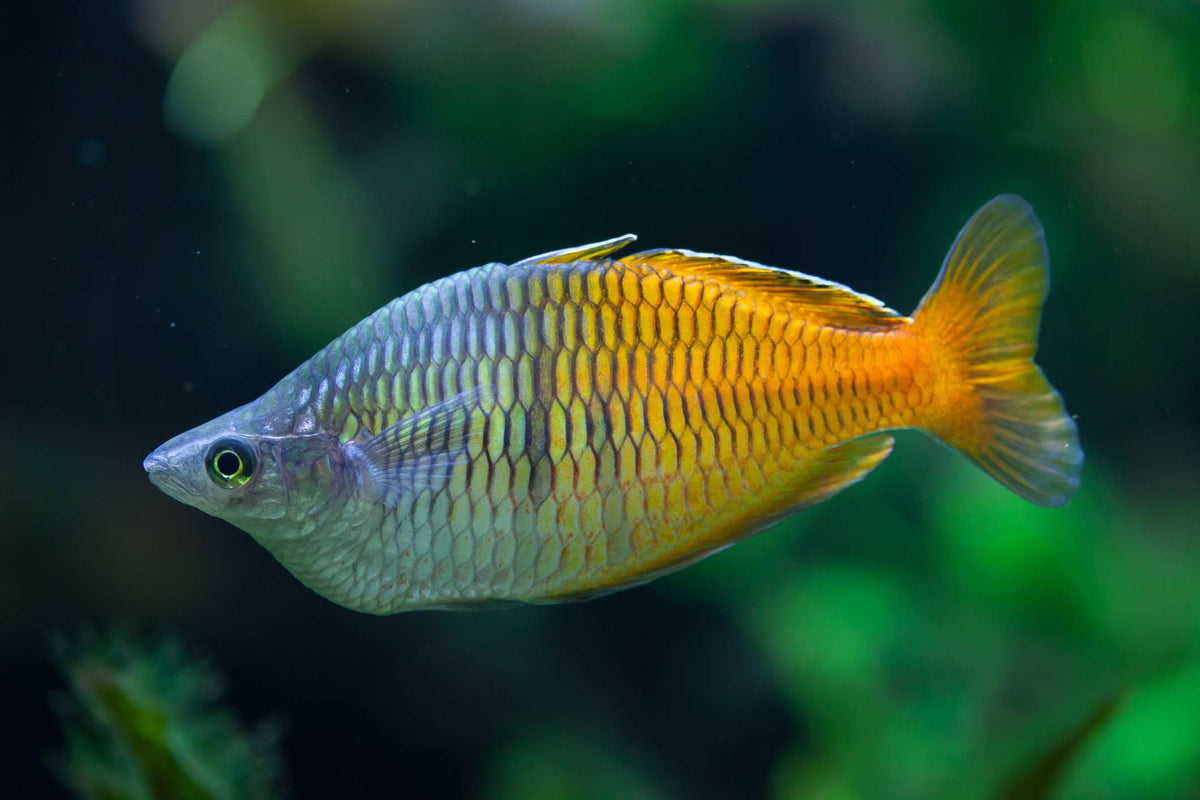 Boesmani Rainbow XL