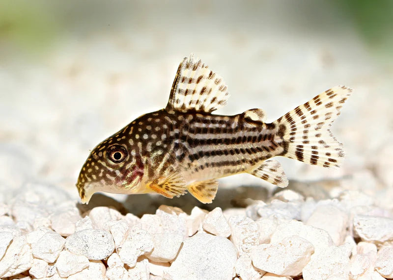 XL Jumbo Sterbai Corydoras