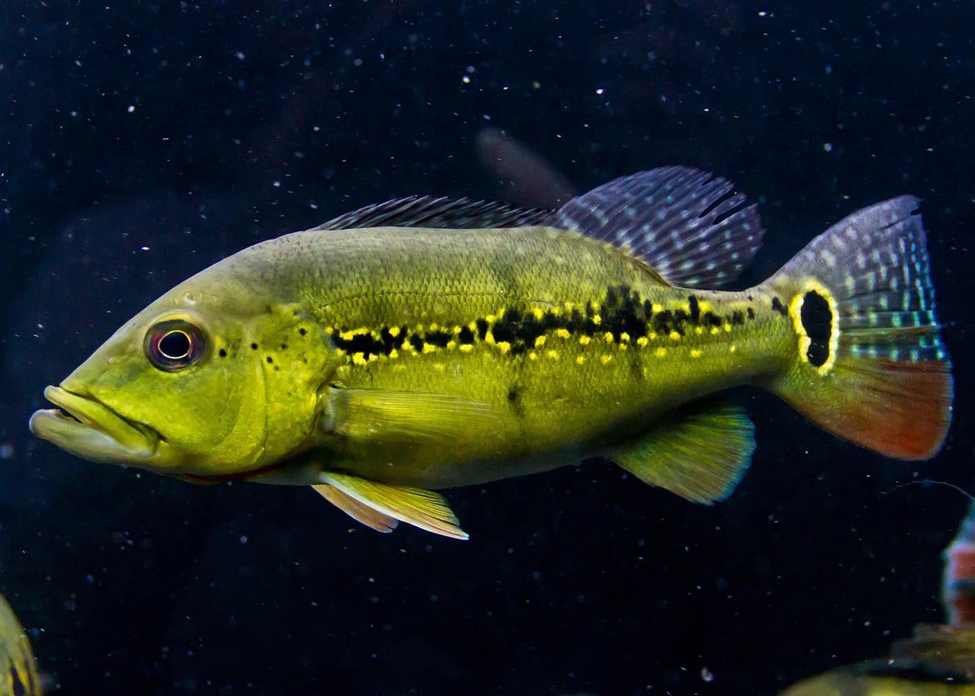 Rio Xingu Peacock Bass 15cm