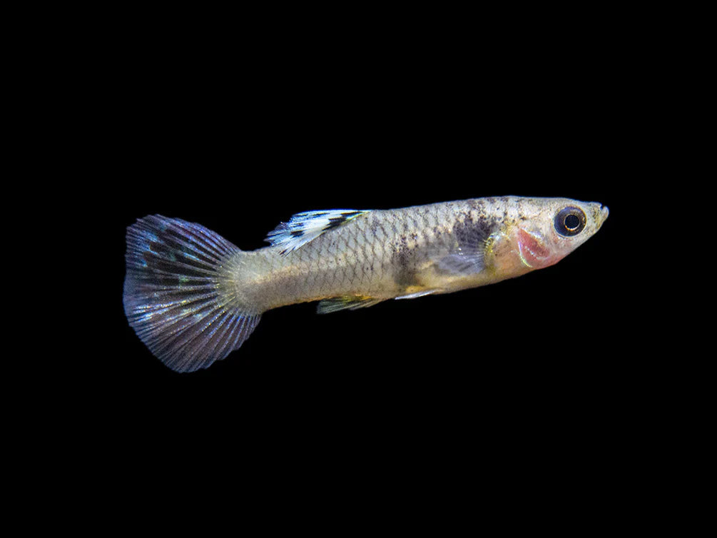 Gold Cobra Guppy Male