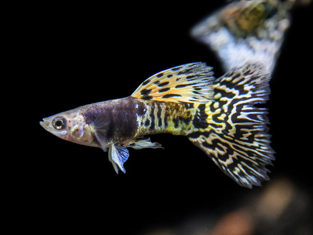 Green Tiger King Guppy Male