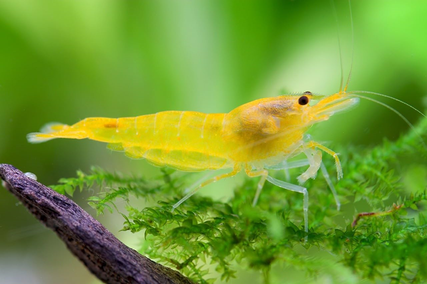 Gold Dust Yellow Cherry Shrimp