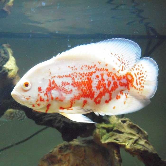 Mosiac Albino Red Tiger Oscar 7cm