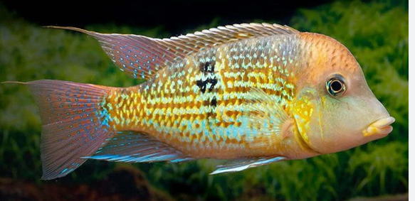 Geophagus Alto Sinu 5cm