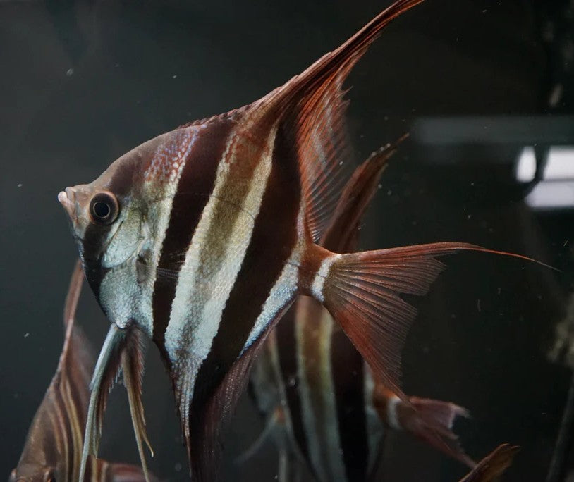 XXL F1 Rio Atabapo Altum Angelfish 15cm