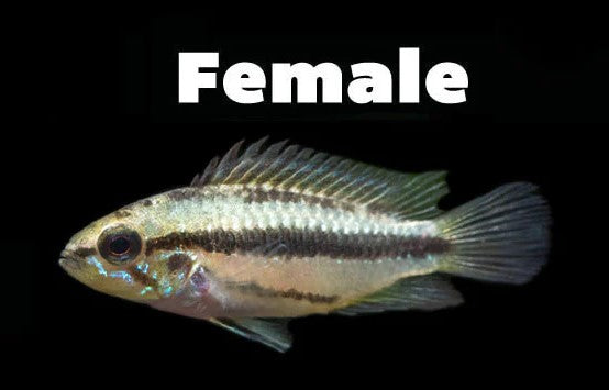 Apistogramma Trifasciata Female