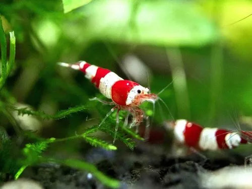 Red Pinto Shrimp