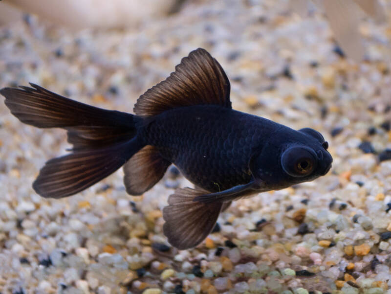 Black Moor 12cm