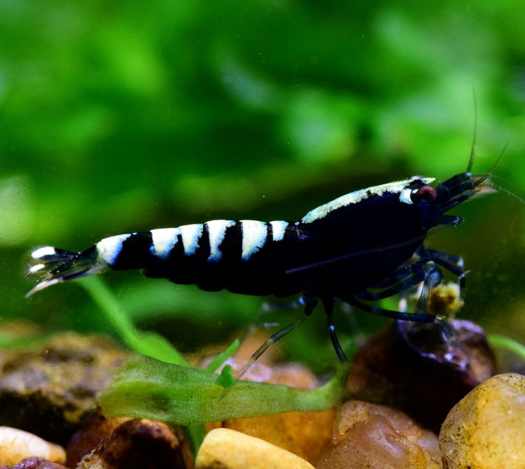Galaxy Fishbone Snowflake Shrimp