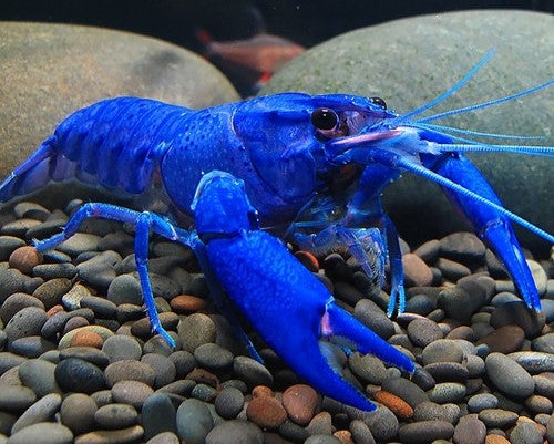 Large Yabby